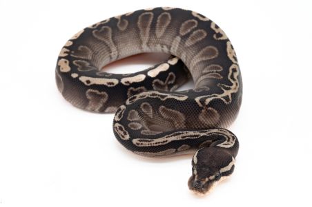 Python regius, GHI enchi vanilla