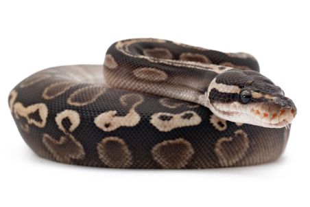 Python regius, GHI enchi vanilla