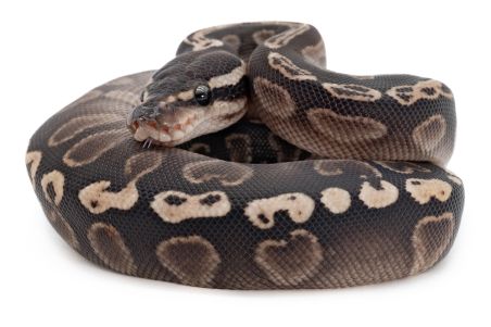 Python regius, GHI enchi vanilla