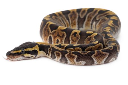 Python regius, GHI vanilla