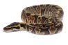Python regius, GHI vanilla