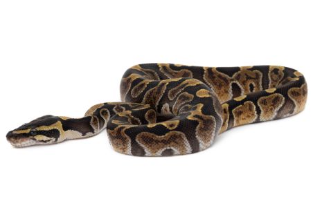 Python regius, GHI vanilla