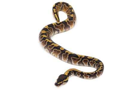 Python regius, GHI vanilla