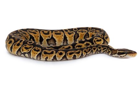 Python regius, pastel trick