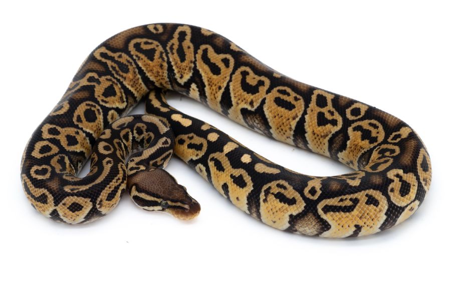 Python regius, pastel trick