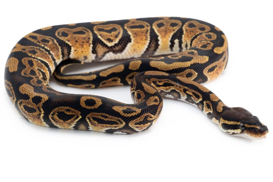 Python regius, trick