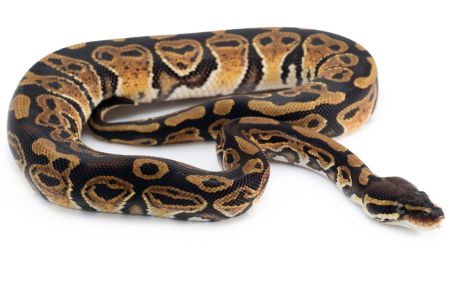 Python regius, trick