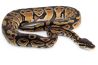 Python regius, trick