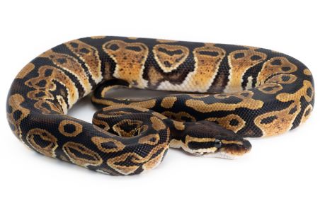 Python regius, trick