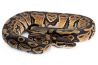 Python regius, trick
