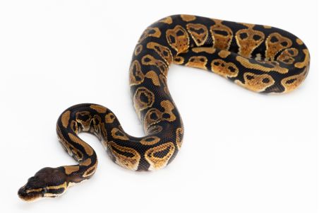 Python regius, trick