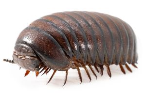 Sphaerotherium giganteum