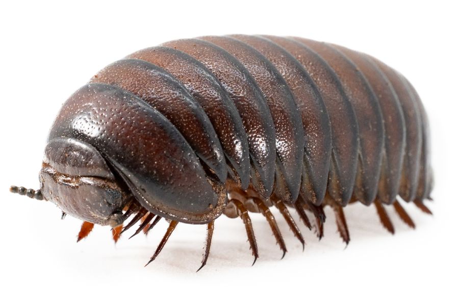 Sphaerotherium giganteum