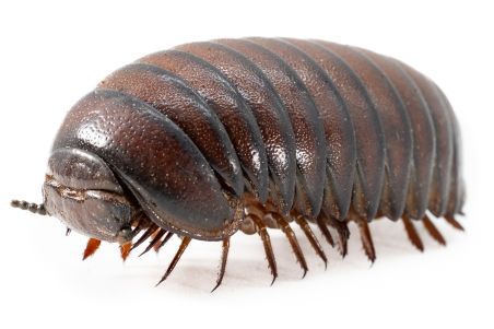 Sphaerotherium giganteum