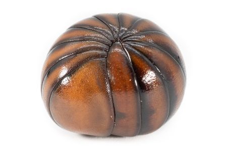 Sphaerotherium giganteum