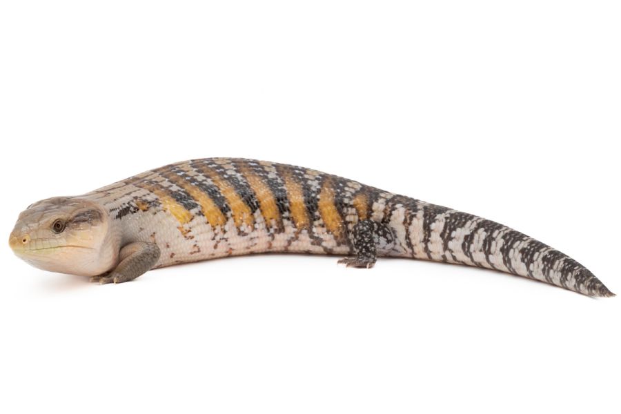 Tiliqua scincoides intermedia