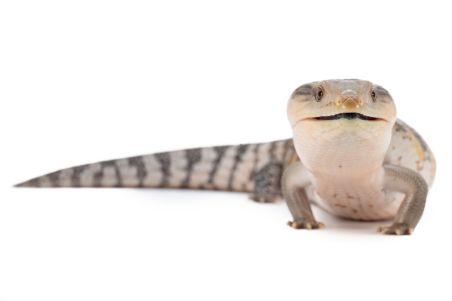 Tiliqua scincoides intermedia