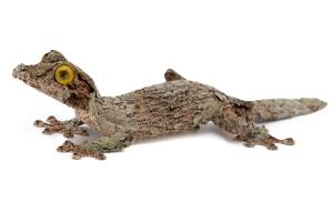 Uroplatus sameiti