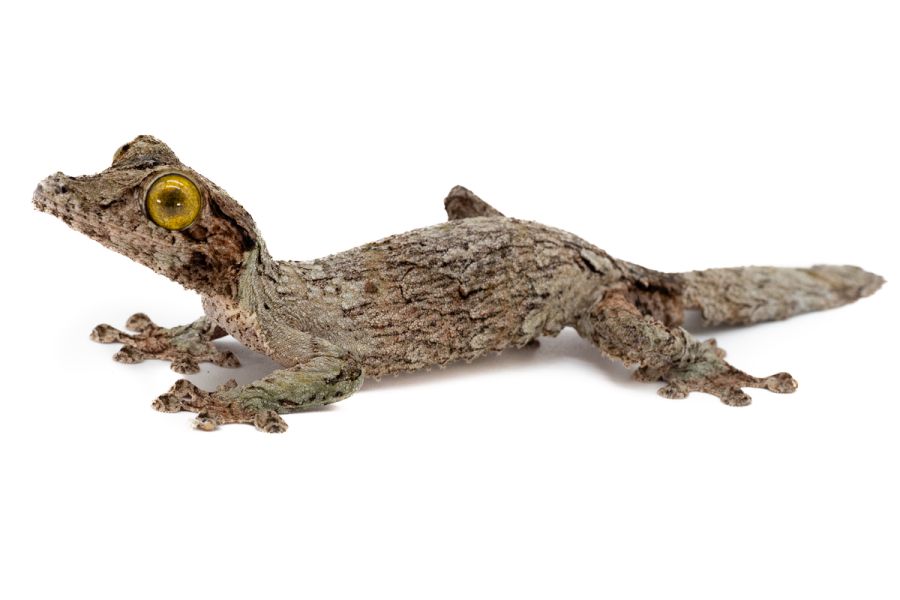 Uroplatus sameiti