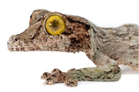 Uroplatus sameiti