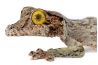 Uroplatus sameiti