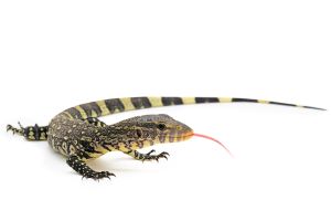 Varanus ornatus
