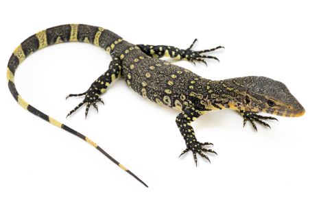 Varanus ornatus