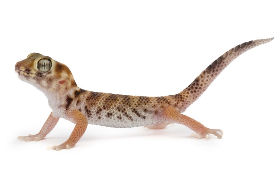 Teratoscincus przewalskii