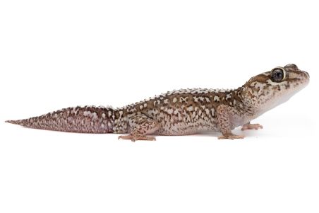 Paroedura picta, xanthic, mâle adulte