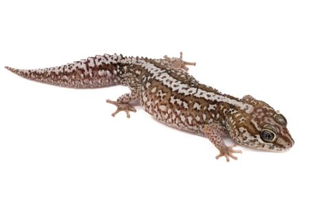 Paroedura picta, xanthic, mâle adulte