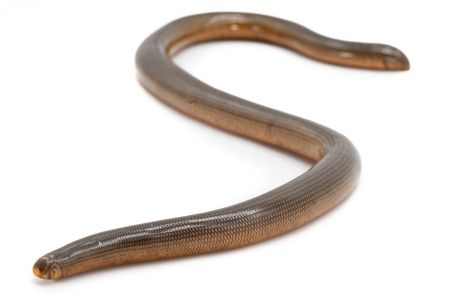 Afrotyphlops punctatus