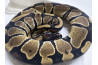 Python regius, albinos olivius, Togo