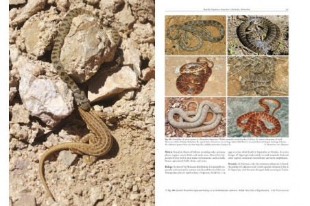 Amphibians and Reptiles of Morocco