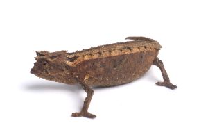 Brookesia thieli