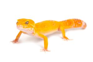 Eublepharis macularius, sunglow