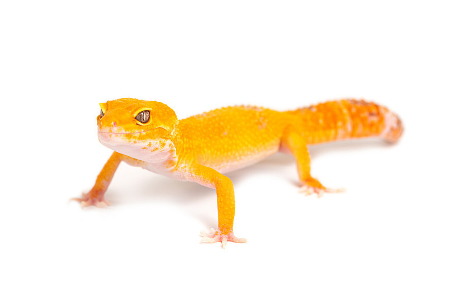 Eublepharis macularius, sunglow