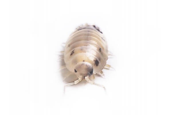 Porcellio laevis, "dairy cow" Porcellio laevis, "dairy cow"