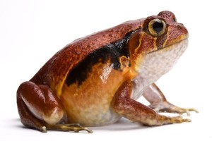 Dyscophus guineti