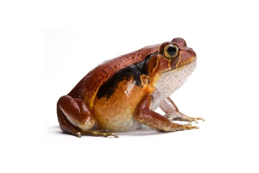 Dyscophus guineti Dyscophus guineti