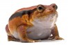 Dyscophus guineti