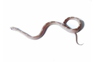 Pantherophis guttatus, ghost motley bloodred