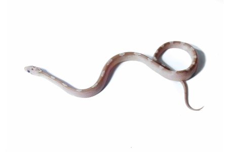 Pantherophis guttatus, ghost motley bloodred