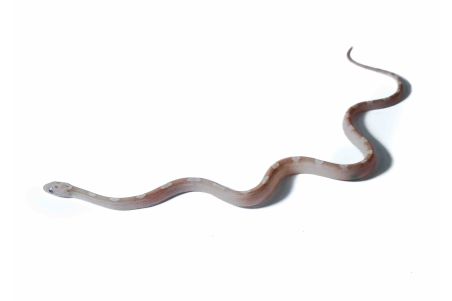 Pantherophis guttatus, ghost motley bloodred