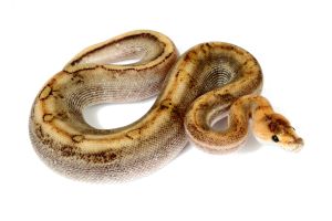 Python regius, champagne 