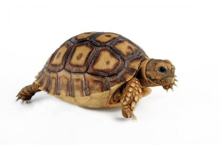 Centrochelys (Geochelone) sulcata, 8 cm