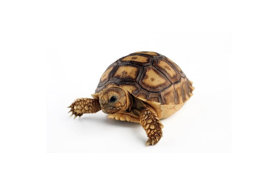 Centrochelys (Geochelone) sulcata, 8 cm