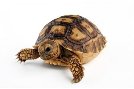 Centrochelys (Geochelone) sulcata, 8 cm