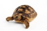Centrochelys (Geochelone) sulcata, 8 cm