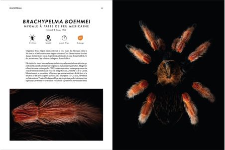 Prospérité - Tome 3 - Mygalomorph