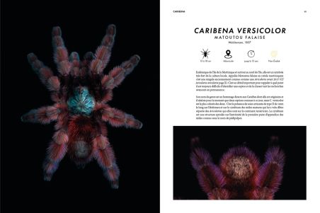 Prospérité - Tome 3 - Mygalomorph